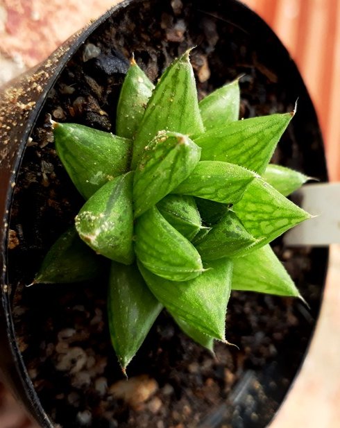 Haworthia Reticulata var Reddi.jpg