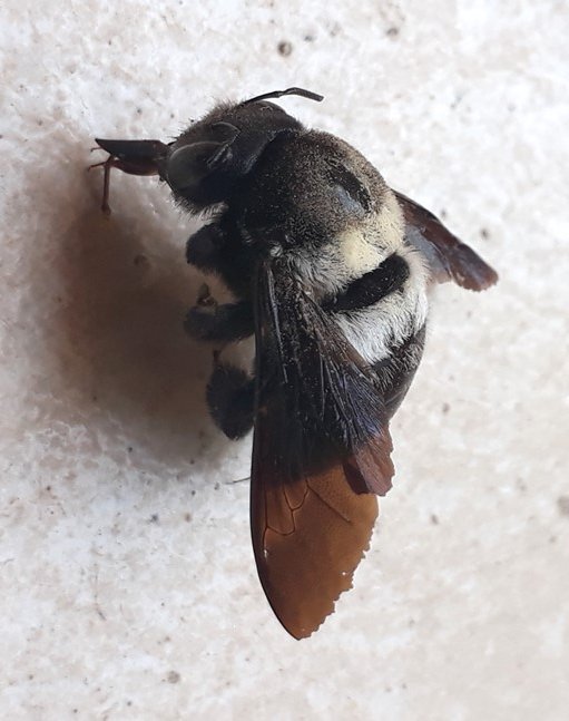 carpenter bee2.jpg