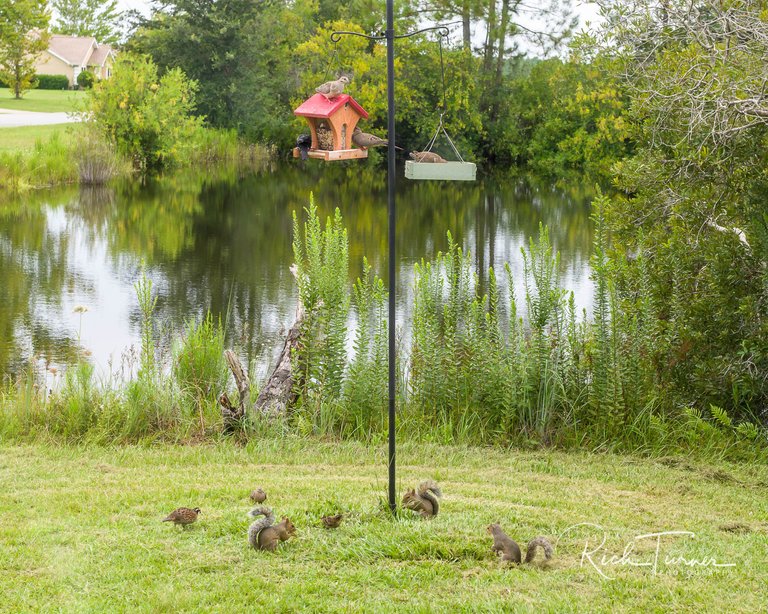 Bird Feeder Traffic Jam-01.jpg