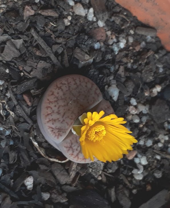 lithops.jpg