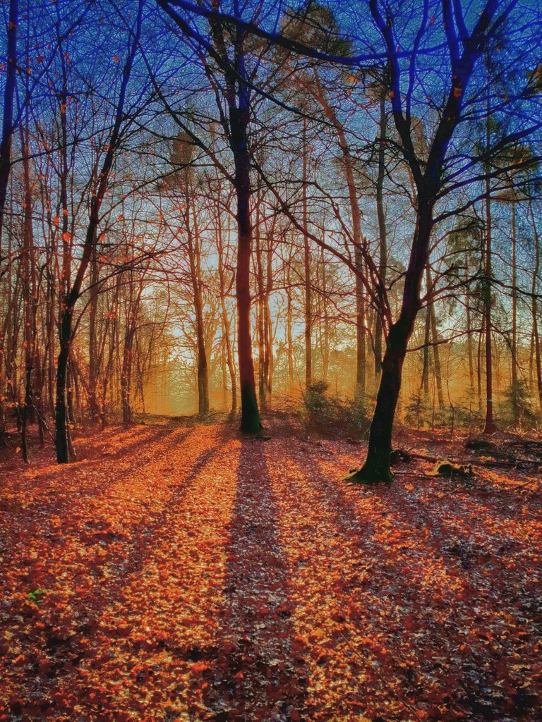 Waldlicht -Steemit.jpg