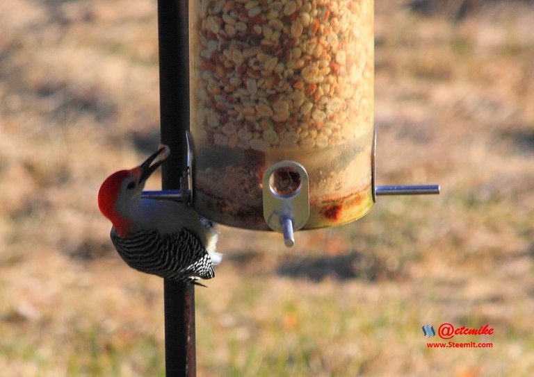 Red-bellied Woodpecker IMG_0191.JPG