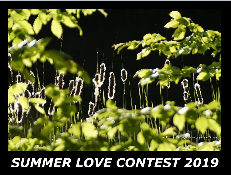Summer LOVE Contest 2019 SAVE THE TREES.jpg