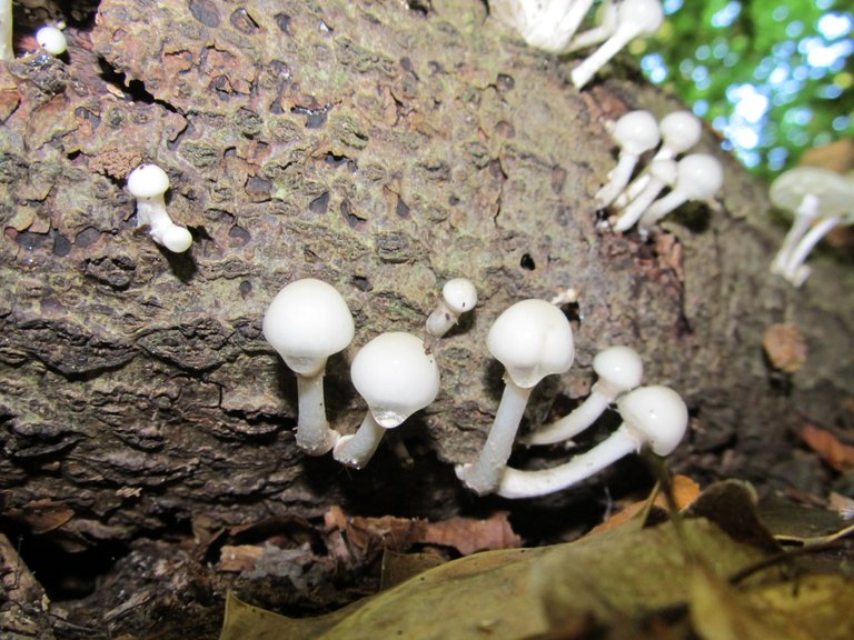 Porcelin Fungus.JPG