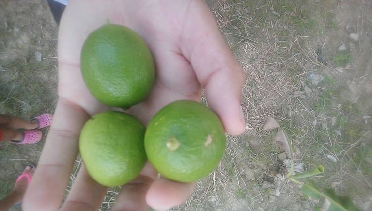 limon6.jpg