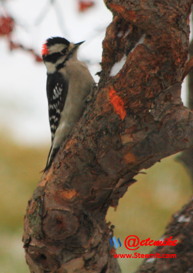 Downy Woodpecker PFW08.png