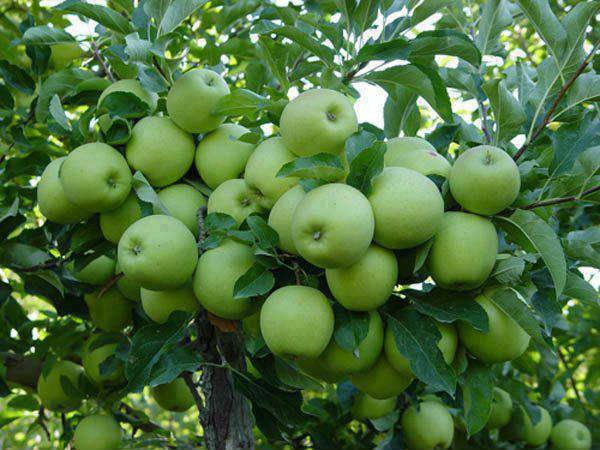 Green-apple-plants.jpg