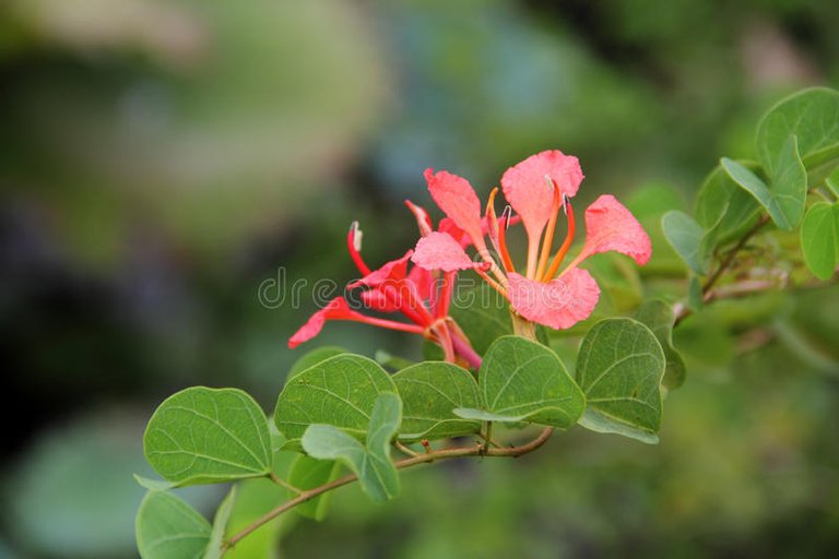 two-red-orchid-pride-de-kaap-tree-bauhinia-nasturtium-bauhinia-african-plume-46821371.jpg