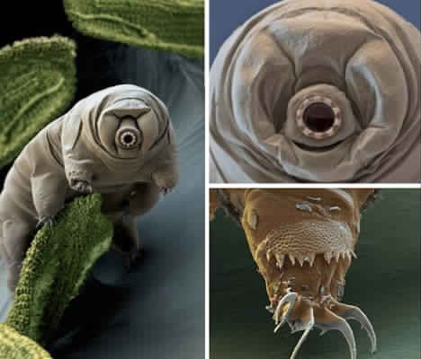 microscope-bugs-water-bear.jpg