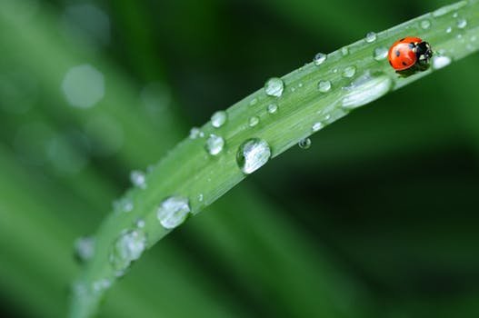 ladybug-drop-of-water-rain-leaf-40731.jpeg