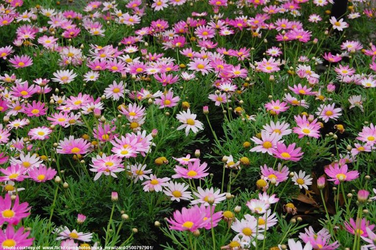 Field of Pink Daisies-082216.jpg