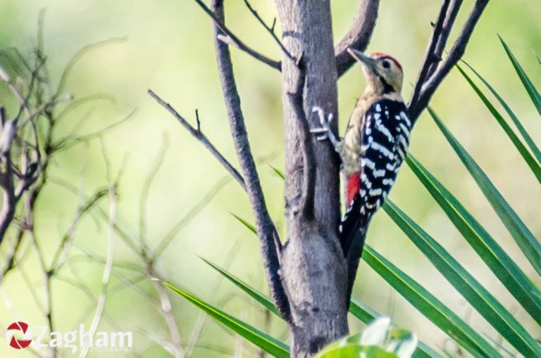 Fulvous-Breasted Woodpecker.jpg