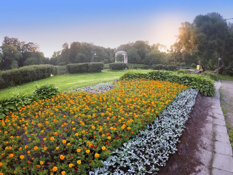 big-flower-bed-marigold-flowers-tagetes-park-sunset-68752618.jpg