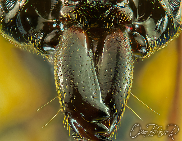 trapjaw-ant-Odontomachus-Bauri-close-up-Costa-Rica.png