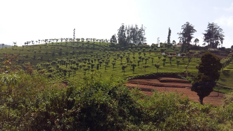 tee garden 1.jpg