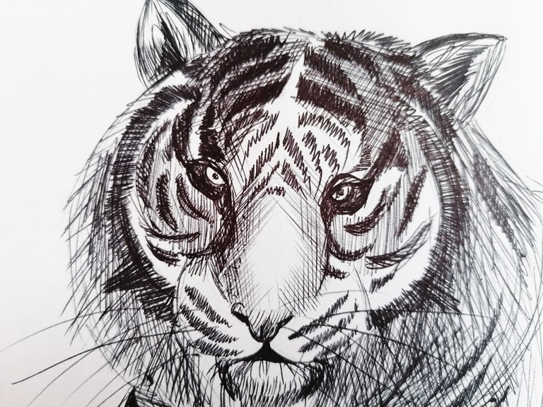 tiger pen (7).jpg