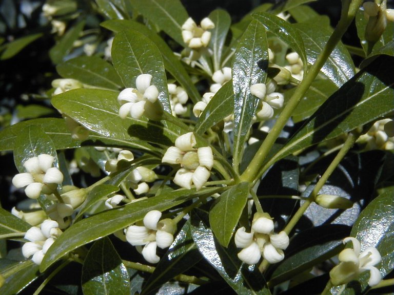 1200px-Pittosporum_heterophyllum.jpg