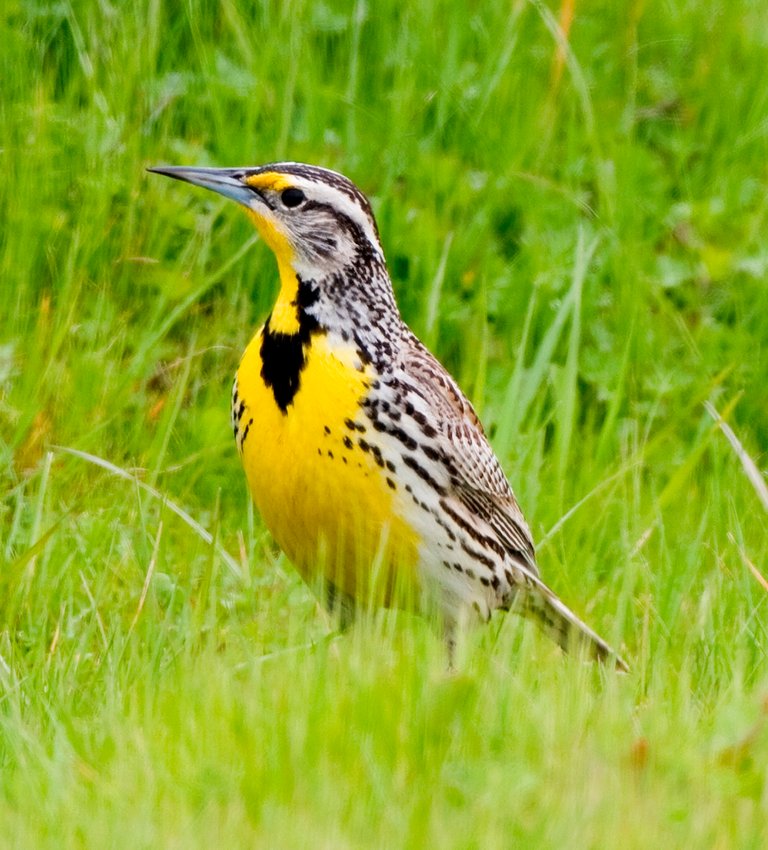 Western_Meadowlark.jpg