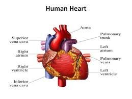 human-heart.jpg