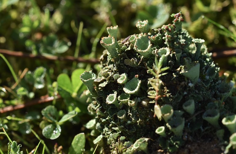 Lichen cups mountain.jpg