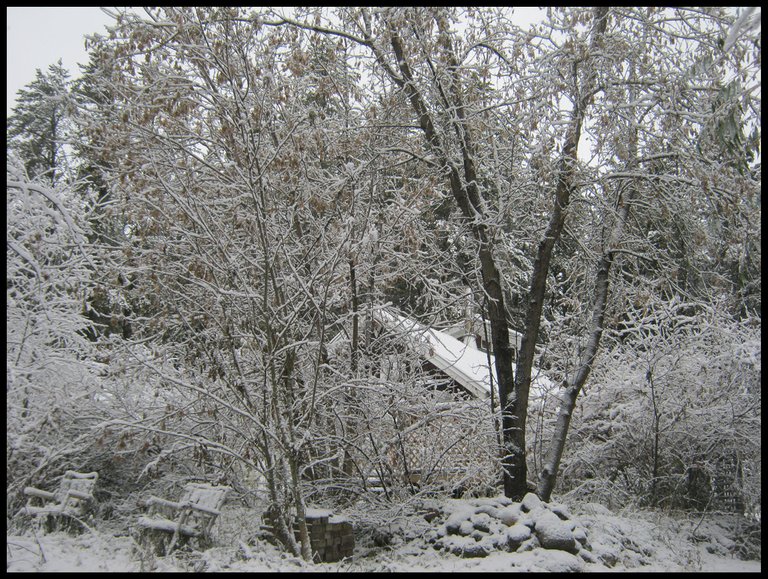 snowy scene 2 lawn chairs looking through shrubs at house good.JPG