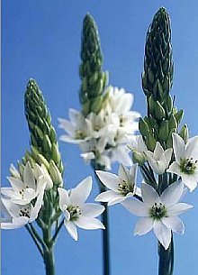 ornithogalum sirusoides.jpg