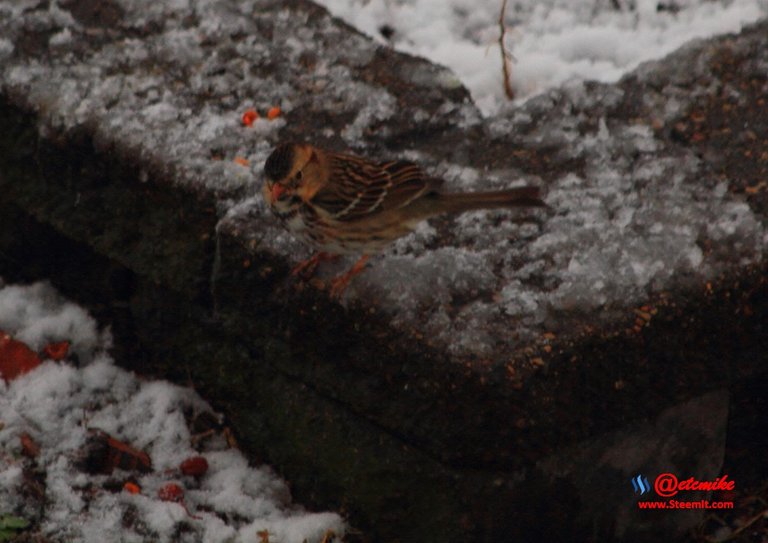 Harris's Sparrow IMG_0022.JPG