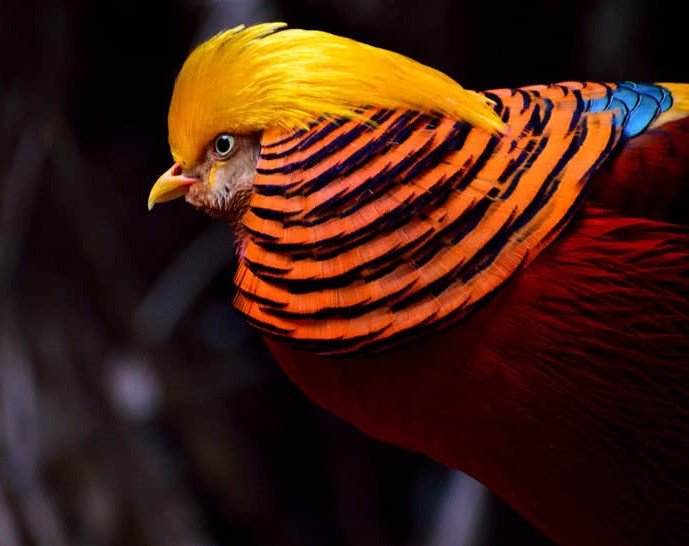 golden-pheasant.jpg