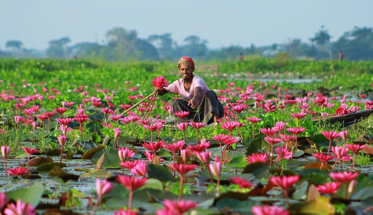 satala-lily-village.jpg