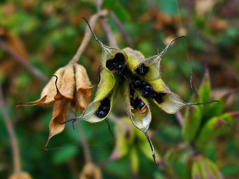 Aquilegia_vulgaris_004.JPG