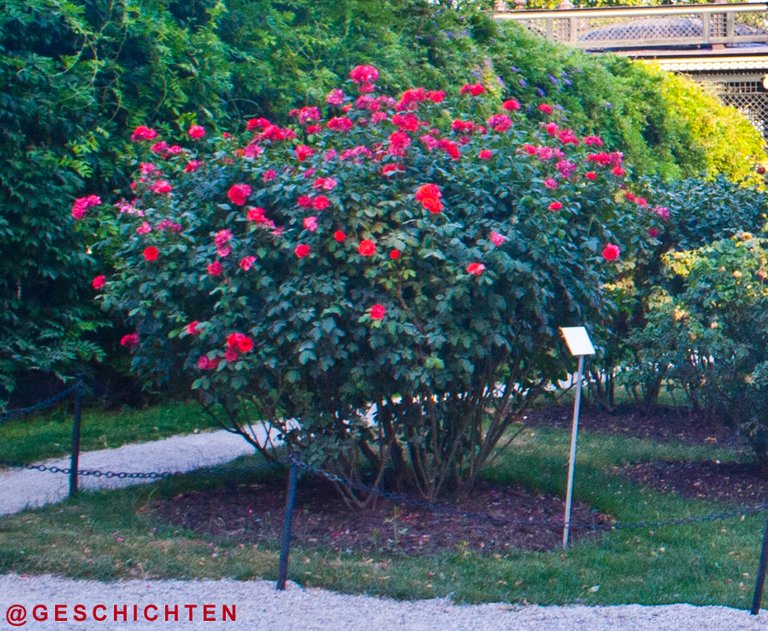 schlossgartenrosen.jpg