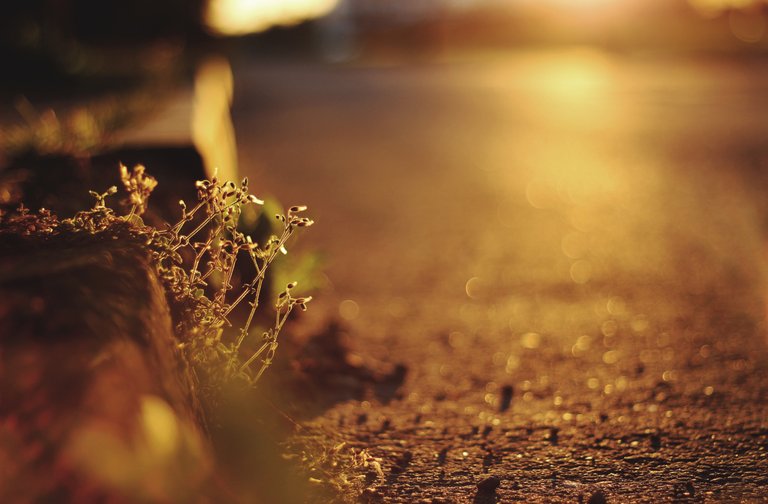 tree-nature-grass-branch-light-plant-sunset-night-photography-sunlight-morning-leaf-flower-evening-reflection-autumn-soil-darkness-yellow-season-close-up-macro-photography-computer-wallpaper-153267.jpg