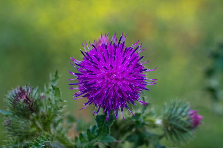 17-06-2018-thistle-06410.jpg