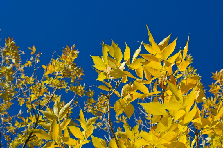 Yellow leaves under the clear blue sky.JPG