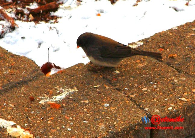 Dark-eyed Junco PFW01-12.JPG