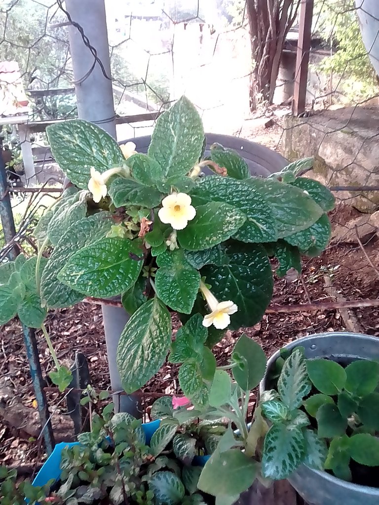 IMG_20180705_063342.jpg