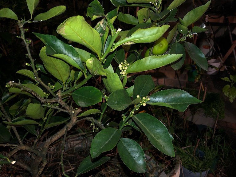 Dwarf Tahitian Lime
