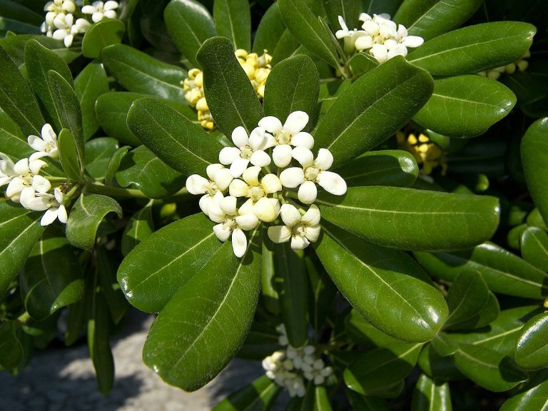 pittosporum-leaves-flowers-white-bunch.jpg