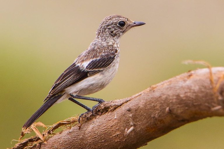 Pied Bushchat Juvenile.jpg