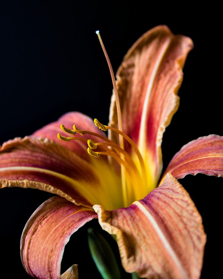 Orange daylily