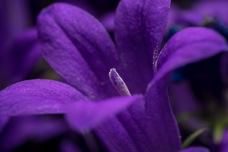 01-06-2018-campanula-reversed-rokkor28mm+16mmextens-05527.jpg