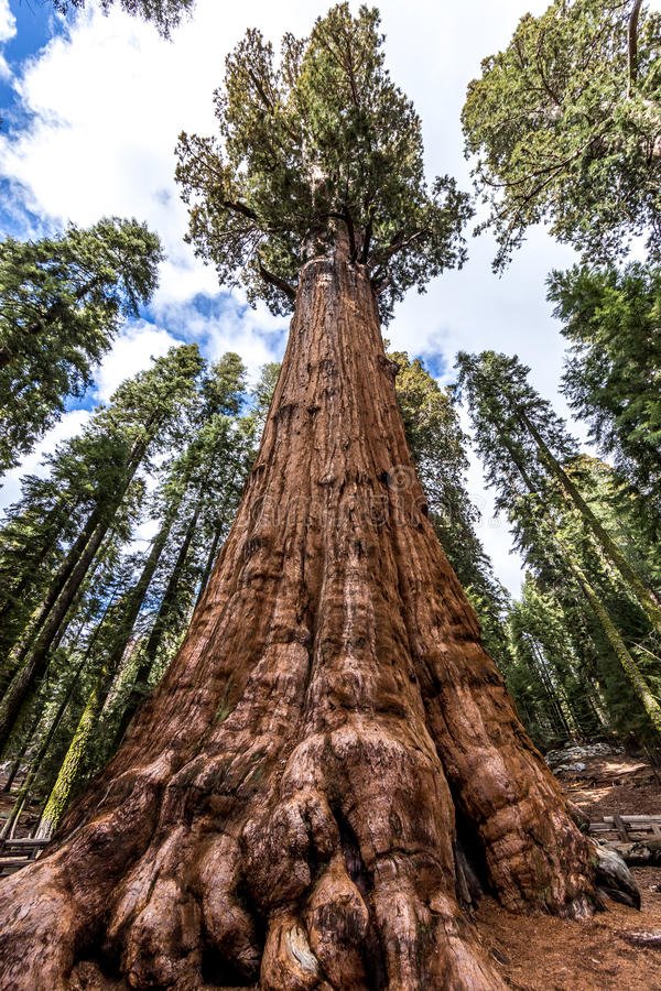 general-sherman-tree-giant-sequoia-forest-largest-world-national-park-tulare-county-california-united-states-31249852.jpg