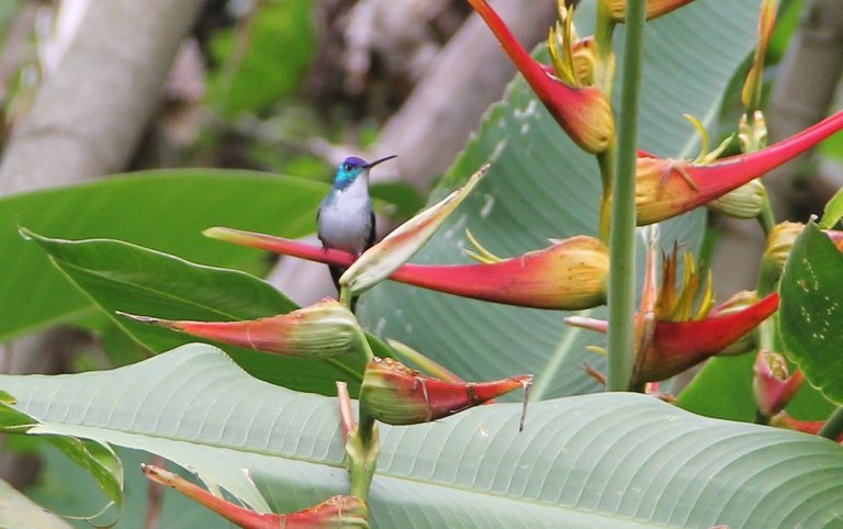 Amazilia Andina (Amazilia franciae)2.JPG