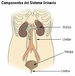 Sistemaurinario.png