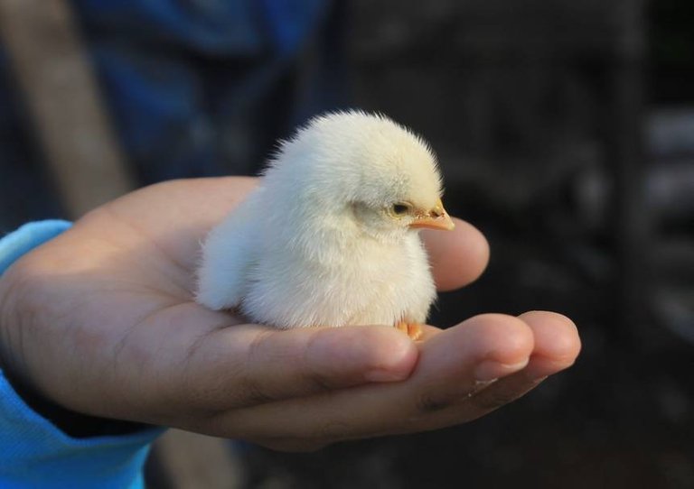 baby-chicks.jpg.860x0_q70_crop-scale.jpg