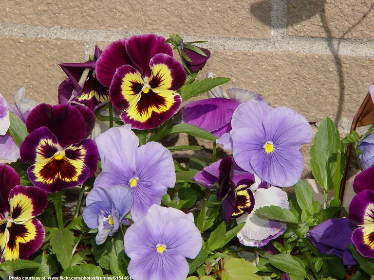 Pansies-001-090718.jpg