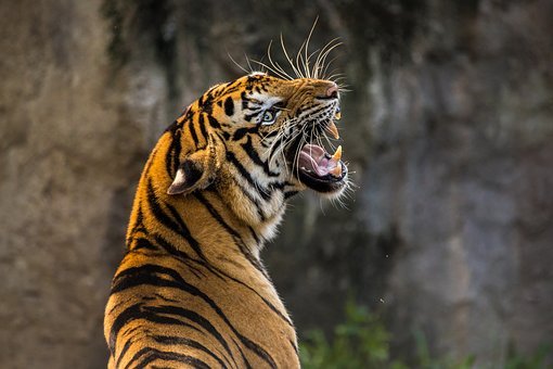 tiger-3264048__340.jpg