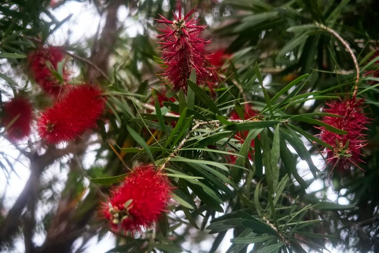 BottleBrush_2.jpg