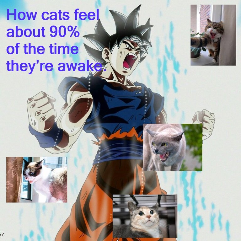 zball_furious_felines.jpg