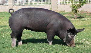 berkshire-pig.jpg